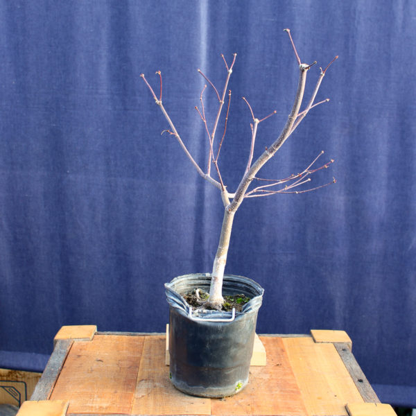 Acer palmatum "Bloodgood" #9 - Imagen 5