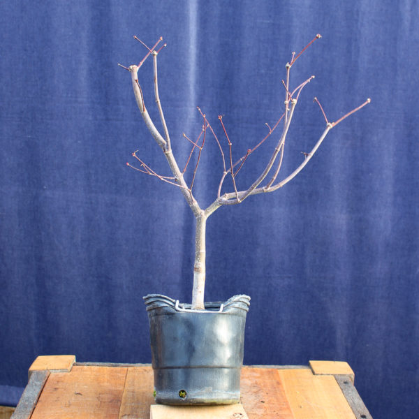 Acer palmatum "Bloodgood" #9 - Imagen 4
