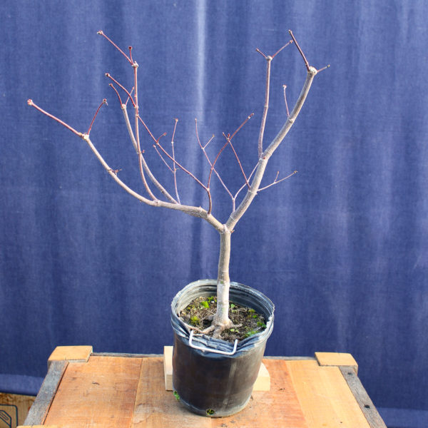 Acer palmatum "Bloodgood" #9 - Imagen 6