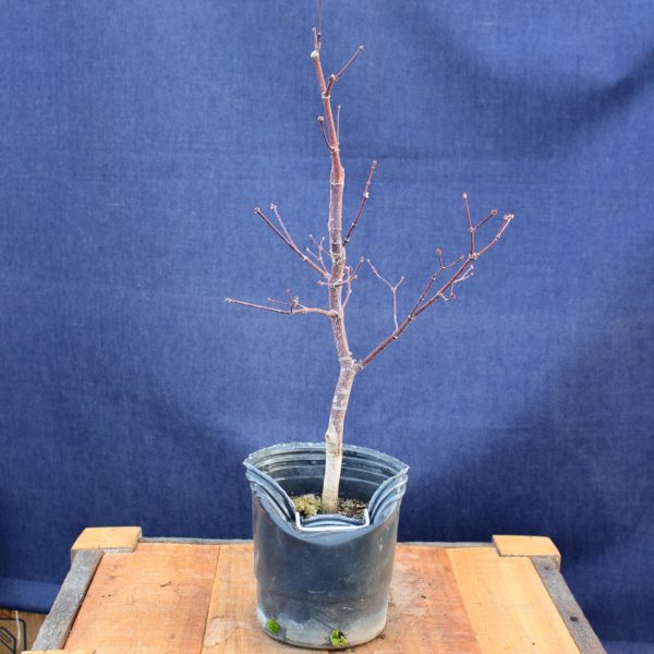 Acer palmatum "Fireglow" #13 - Imagen 4