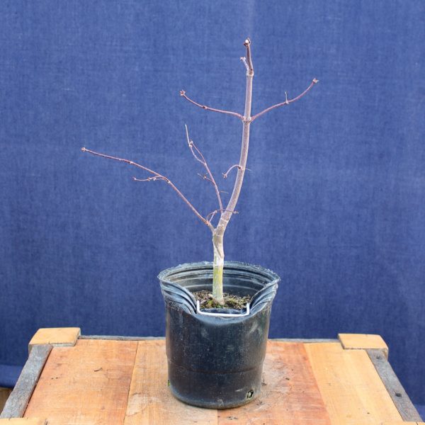 Acer palmatum "Fireglow" #15 - Imagen 5