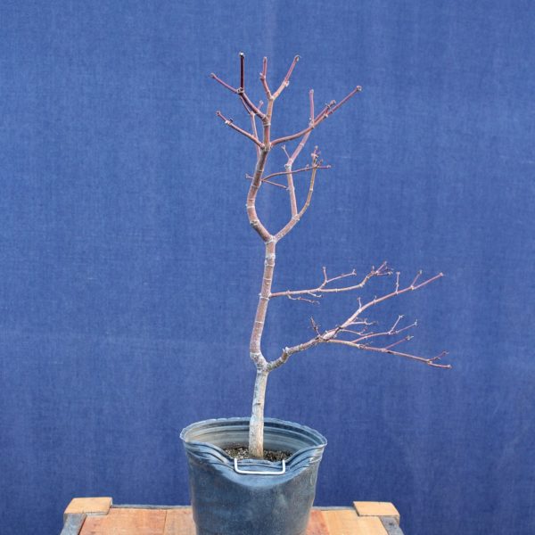 Acer palmatum "Kasagi Yama" #9 - Imagen 5