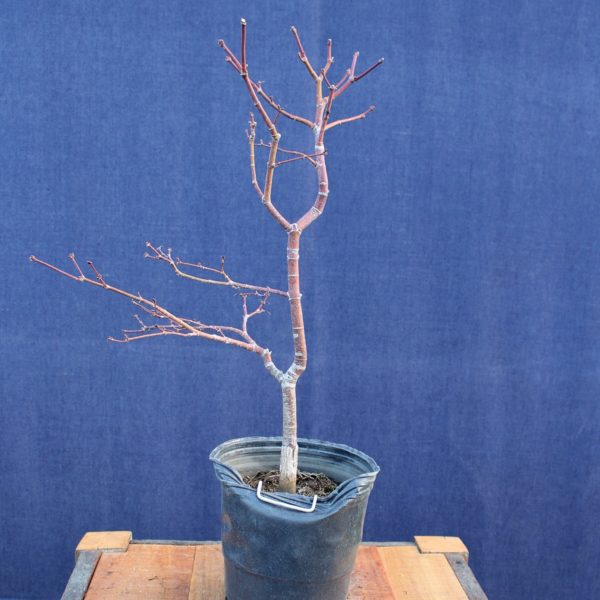 Acer palmatum "Kasagi Yama" #9 - Imagen 4