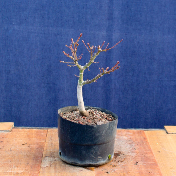 Acer palmatum "Kotohime" #7 - Imagen 6