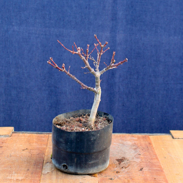 Acer palmatum "Kotohime" #7 - Imagen 5