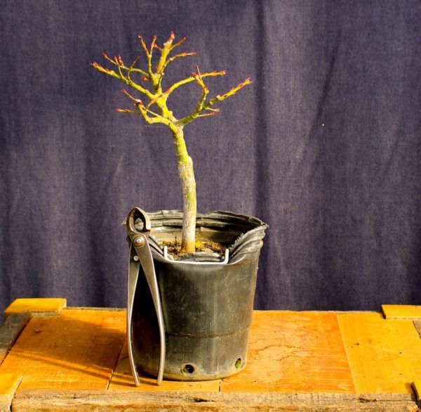Acer palmatum "Mikawa yatsubusa" #14 - Imagen 4