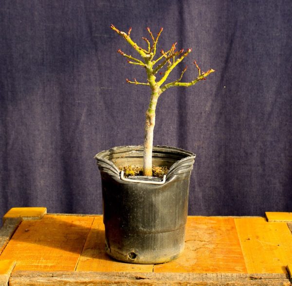 Acer palmatum "Mikawa yatsubusa" #14 - Imagen 5