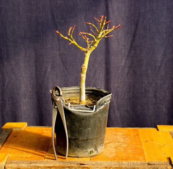 Acer palmatum "Mikawa yatsubusa" #14 - Imagen 6