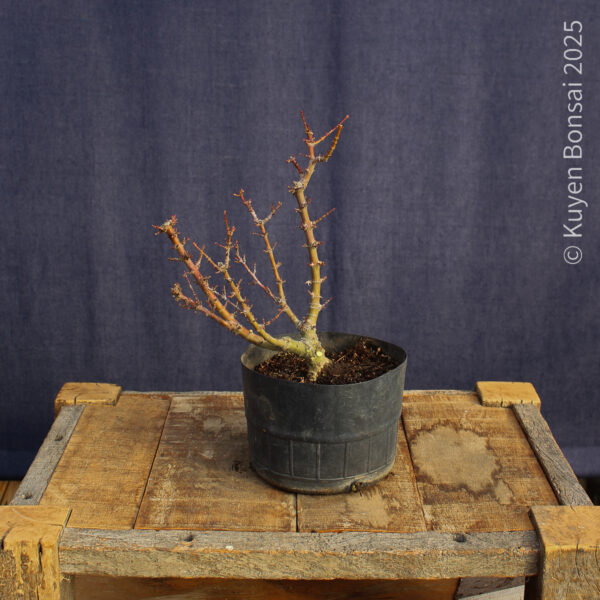 Acer palmatum "Kotohime" #6