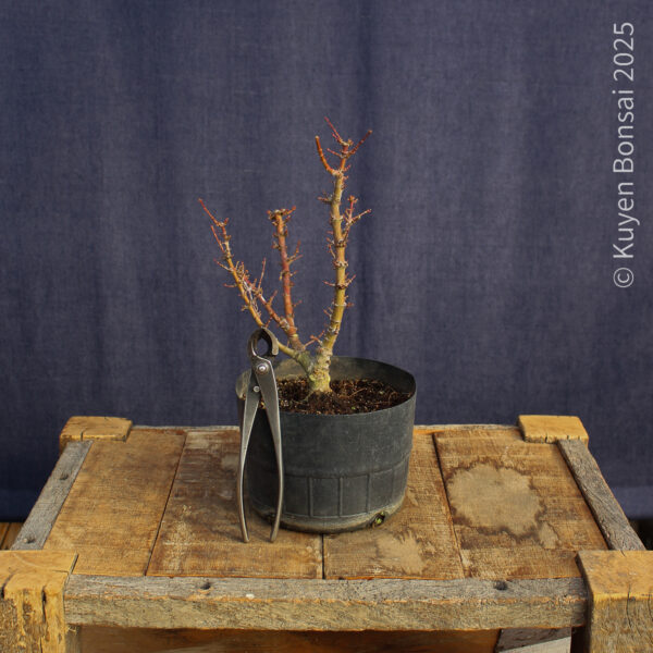 Acer palmatum "Kotohime" #6 - Imagen 8
