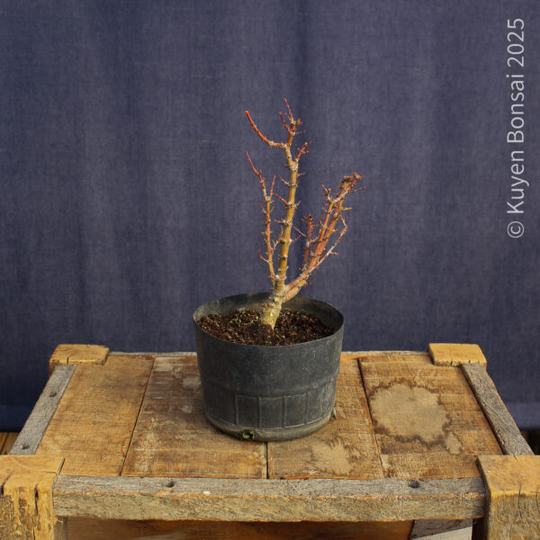Acer palmatum "Kotohime" #6 - Imagen 9