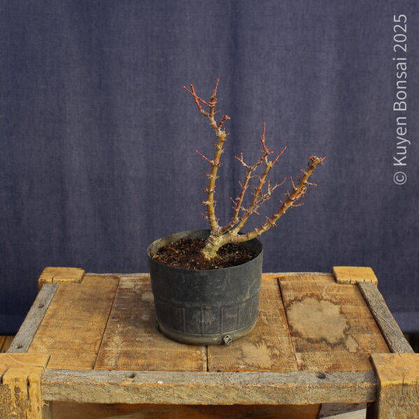 Acer palmatum "Kotohime" #6 - Imagen 4