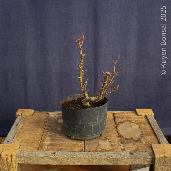 Acer palmatum "Kotohime" #6 - Imagen 5