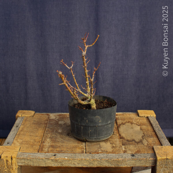 Acer palmatum "Kotohime" #6 - Imagen 6