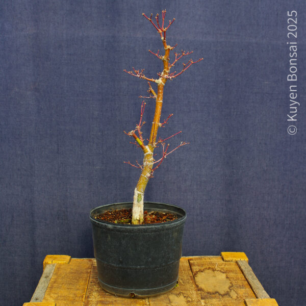 Acer palmatum "Ukigumo" #5 - Imagen 9