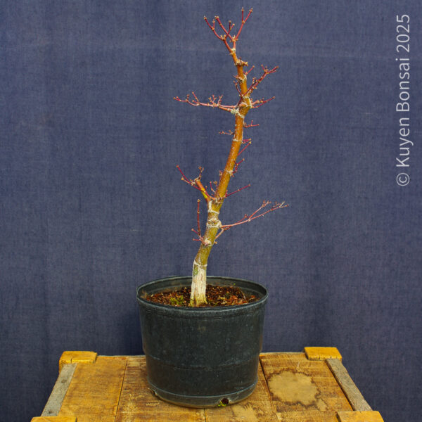 Acer palmatum "Ukigumo" #5 - Imagen 10