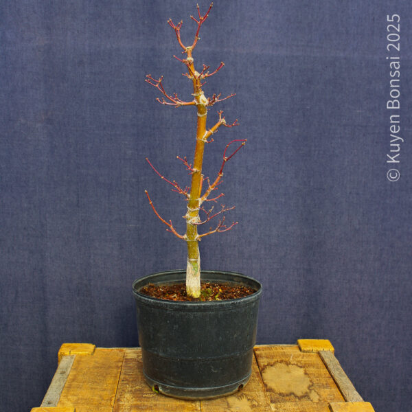 Acer palmatum "Ukigumo" #5 - Imagen 5