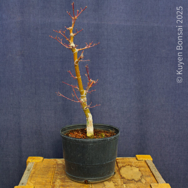 Acer palmatum "Ukigumo" #5 - Imagen 6