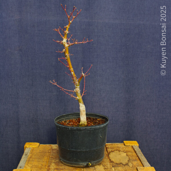 Acer palmatum "Ukigumo" #5 - Imagen 7