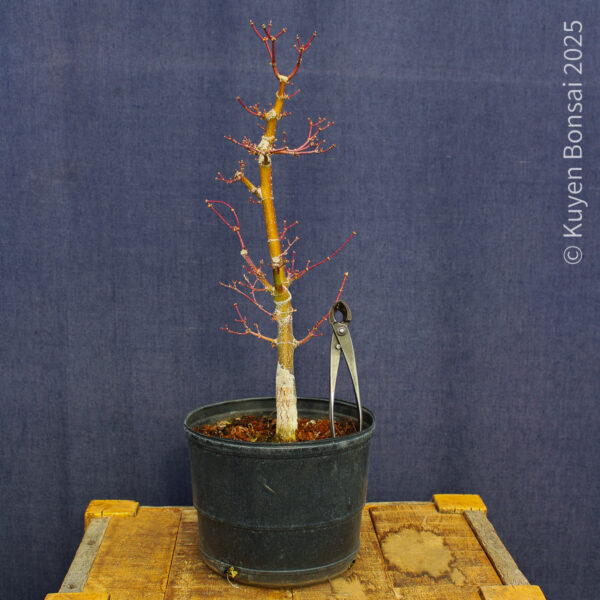 Acer palmatum "Ukigumo" #5 - Imagen 8