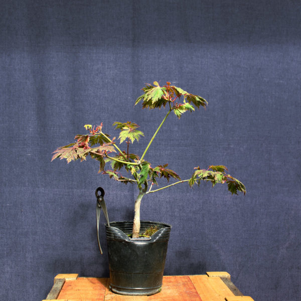 Acer japonicum "Aconitifolium" #5