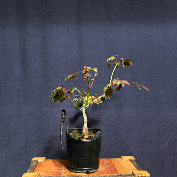 Acer japonicum "Aconitifolium" #5 - Imagen 3