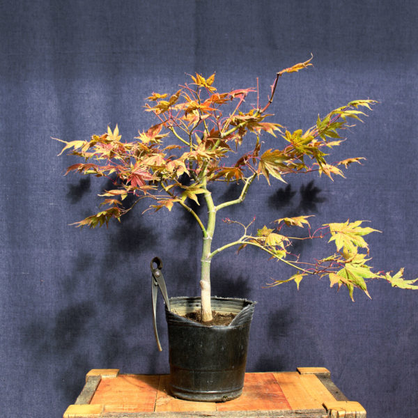 Acer palmatum "Aka shigitatsu sawa" #8