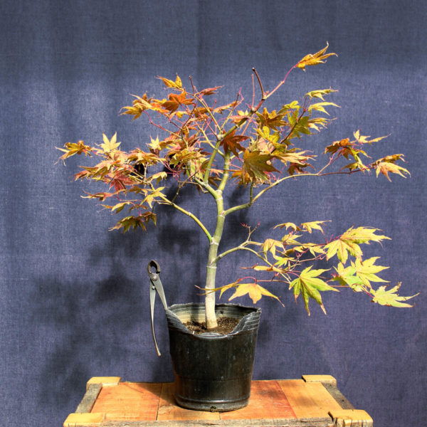 Acer palmatum "Aka shigitatsu sawa" #8 - Imagen 2
