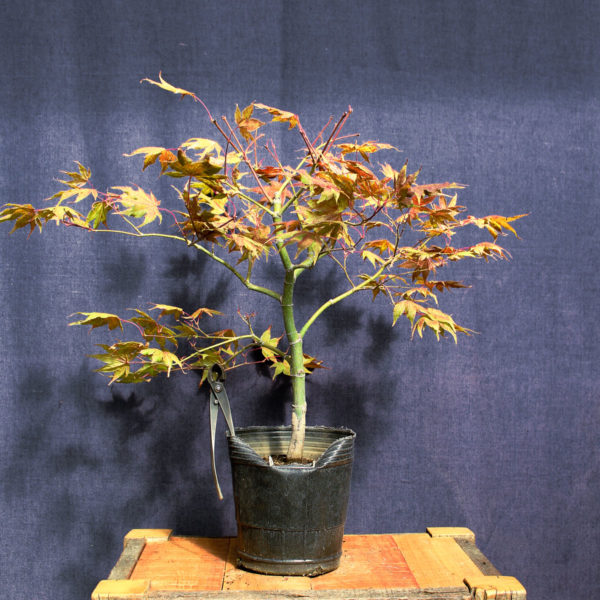 Acer palmatum "Aka shigitatsu sawa" #8 - Imagen 3