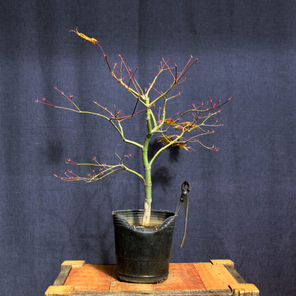 Acer palmatum "Aka shigitatsu sawa" #8 - Imagen 5