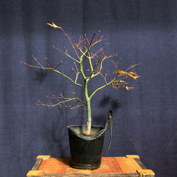 Acer palmatum "Aka shigitatsu sawa" #8 - Imagen 6