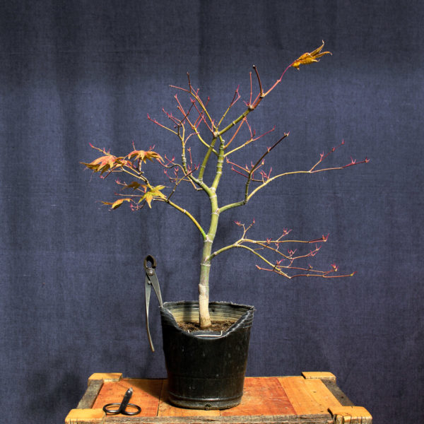 Acer palmatum "Aka shigitatsu sawa" #8 - Imagen 7