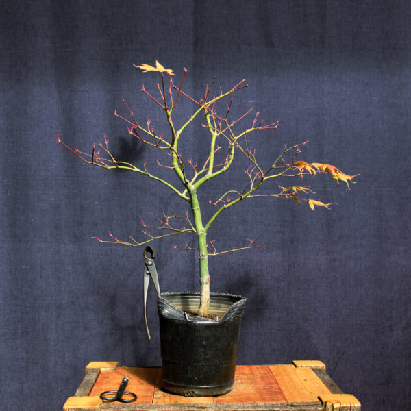 Acer palmatum "Aka shigitatsu sawa" #8 - Imagen 8