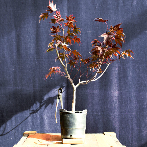 Acer palmatum "Bloodgood" #9