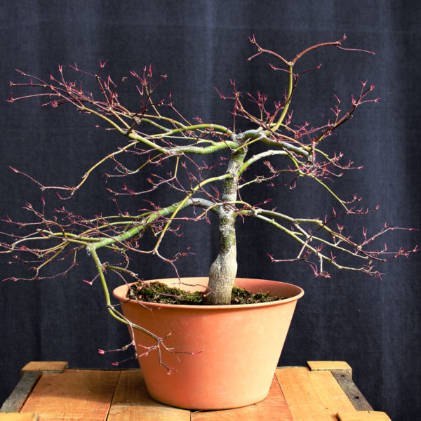 Acer palmatum "Crimson Queen" #4