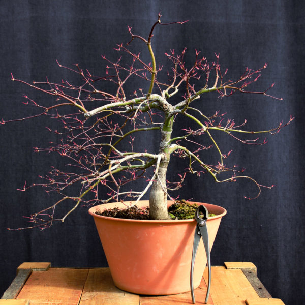 Acer palmatum "Crimson Queen" #4 - Imagen 2