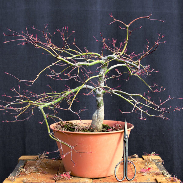 Acer palmatum "Crimson Queen" #4 - Imagen 6