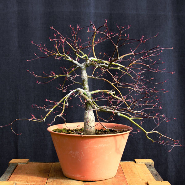 Acer palmatum "Crimson Queen" #4 - Imagen 8