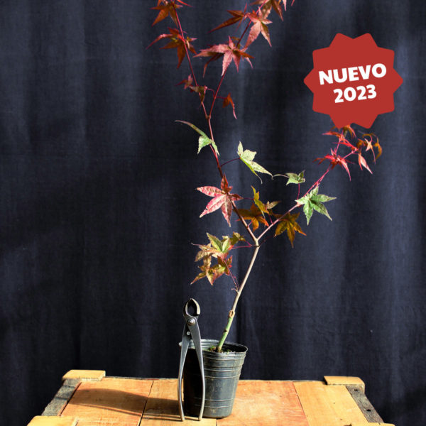 Acer palmatum "Deshojo" #8