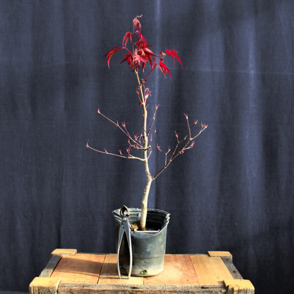 Acer palmatum "Fireglow" #13