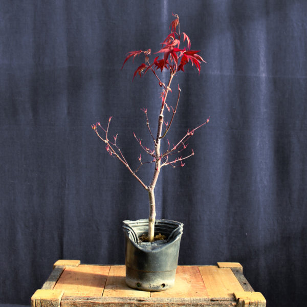 Acer palmatum "Fireglow" #13 - Imagen 2