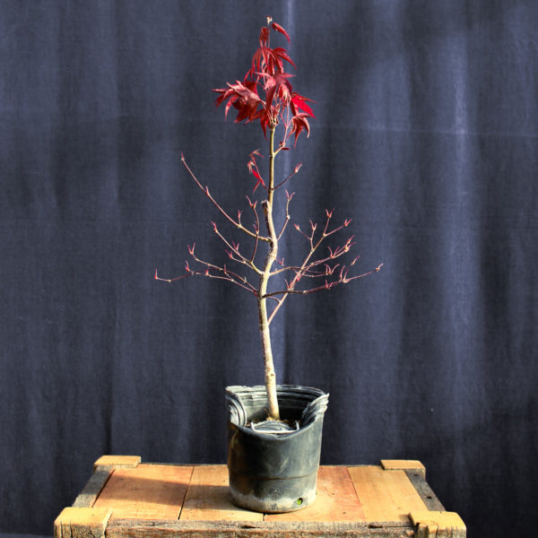 Acer palmatum "Fireglow" #13 - Imagen 3