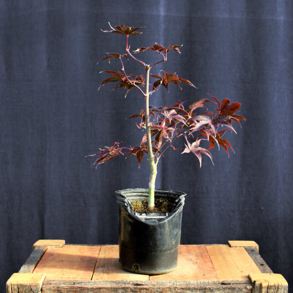 Acer palmatum "Fireglow" #15