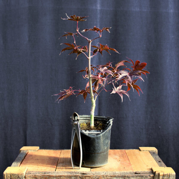 Acer palmatum "Fireglow" #15 - Imagen 2