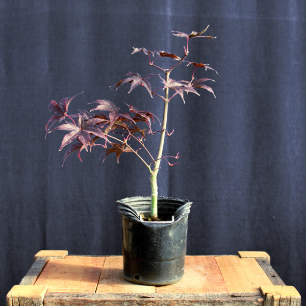 Acer palmatum "Fireglow" #15 - Imagen 3
