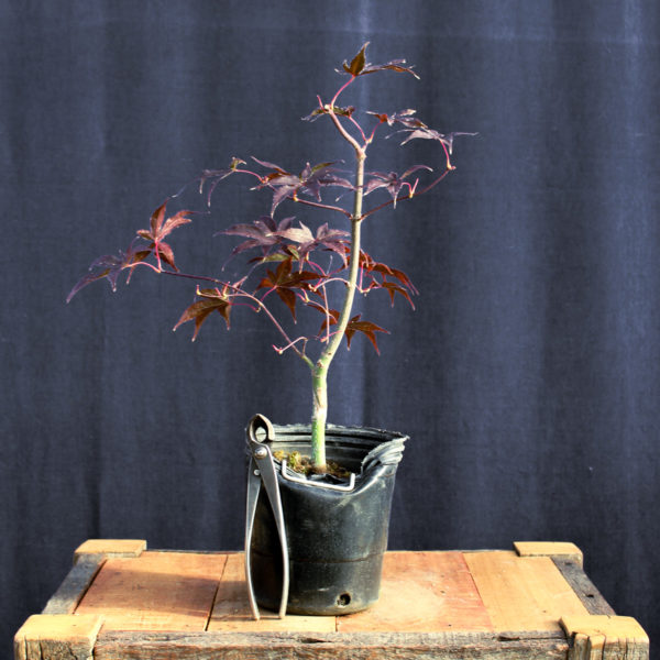 Acer palmatum "Fireglow" #15 - Imagen 4