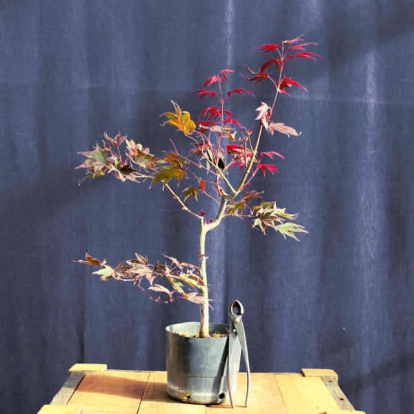Acer palmatum "Fireglow" #9 - Imagen 2