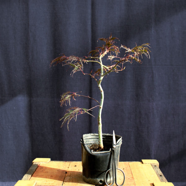 Acer palmatum "Inaba Shidare" #9
