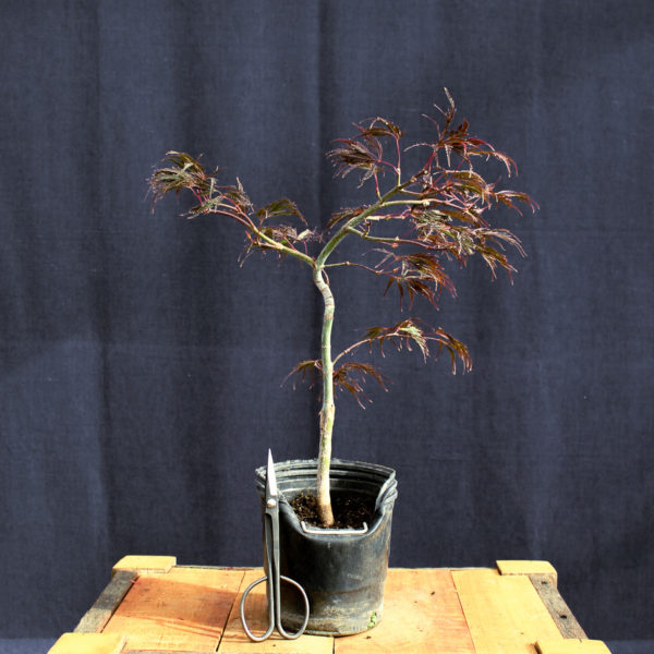 Acer palmatum "Inaba Shidare" #9 - Imagen 2