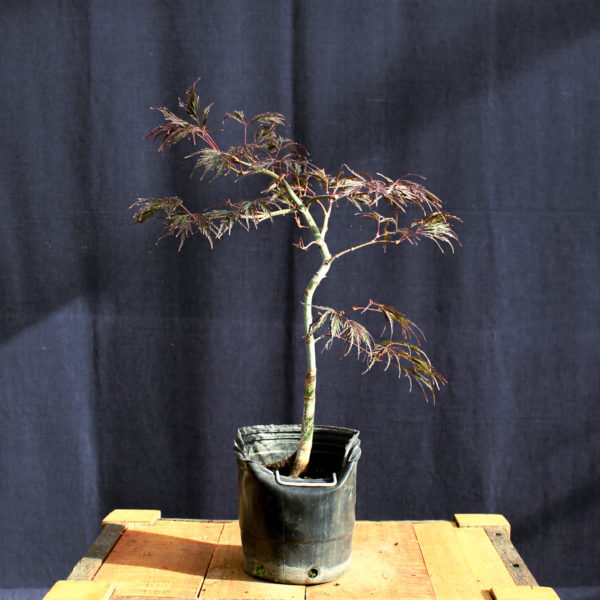 Acer palmatum "Inaba Shidare" #9 - Imagen 3